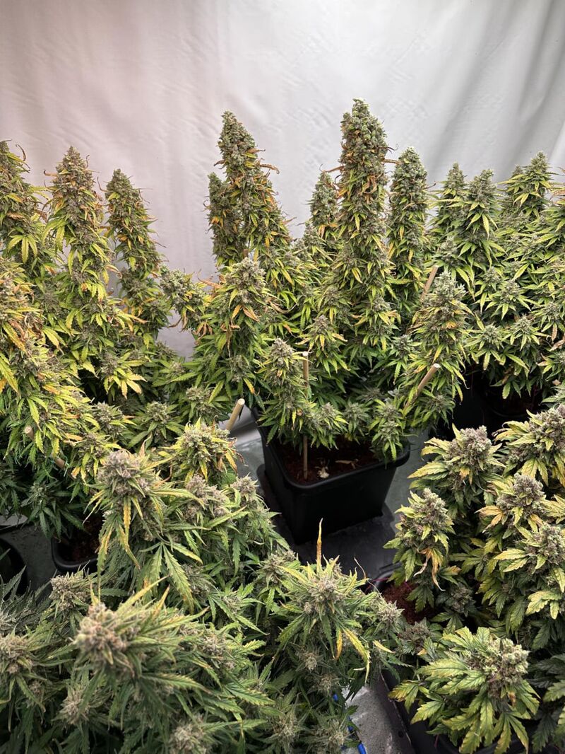 Mango Sherbert Auto, Фасовка: 3, изображение 2